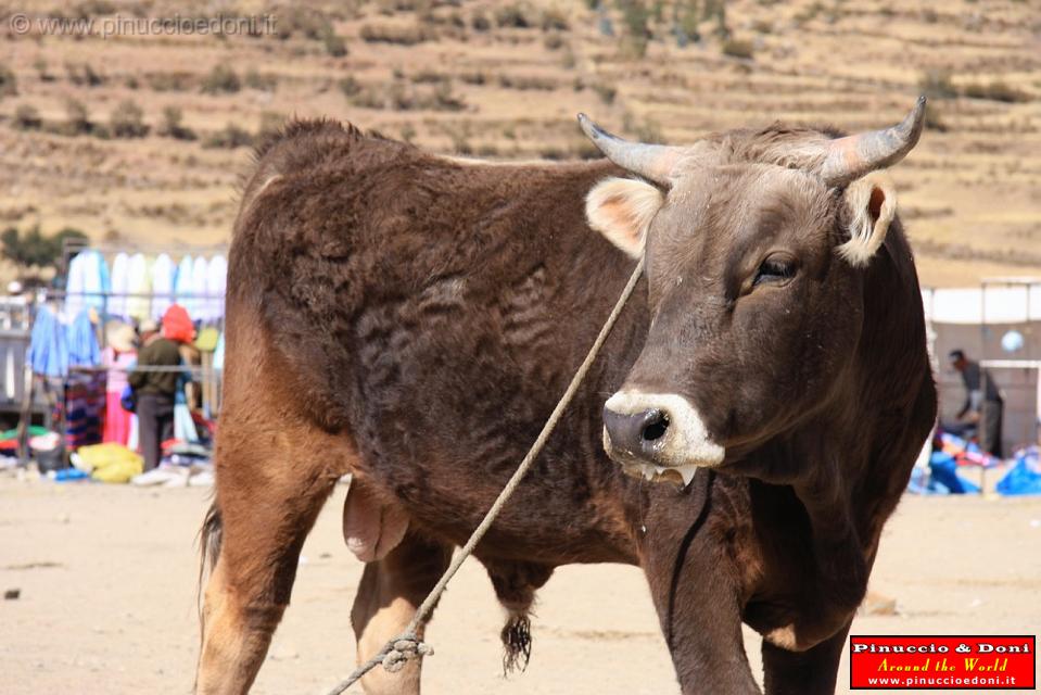 PERU - Mercado de los toros - 06.jpg